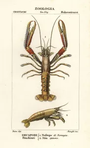 Handcoloured Engravings Prints: Norway lobster and shrimp
