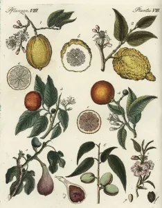 Handcoloured Engravings Prints: Orange, citron, fig and almond