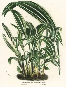 European Hothouse Plants Prints: Palmgrass, Setaria palmifolia