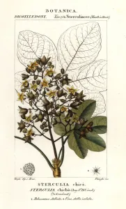 Antique Natural Science Prints: Panama tree or camoruco, Sterculia apetala