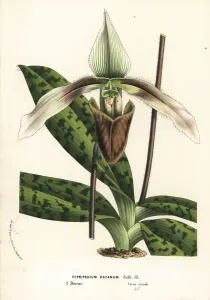 Charles Lemaire Botanicals Prints: Paphiopedilum dayanum orchid