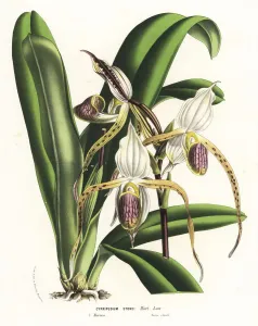 Charles Lemaire Botanicals Prints: Paphiopedilum stonei orchid