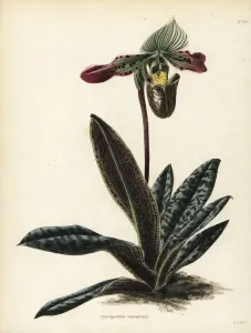 Handcoloured Copperplate Art Prints: Paphiopedilum venustum