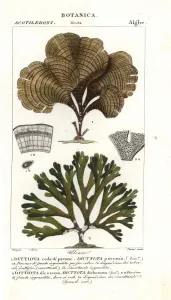Handcoloured Copperplate Art Prints: Peacocks tail, Padina pavonica 1, and Dictyota dichotoma 2