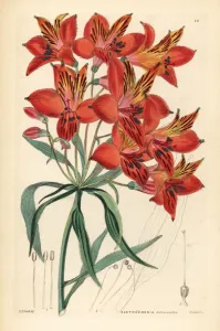 Handcoloured Engravings Prints: Peruvian lily, Alstroemeria ligtu