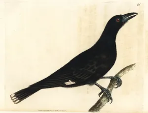 Handcoloured Engravings Prints: Pied currawong, Strepera graculina