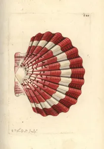 Handcoloured Engravings Prints: Pilgrims scallop, Pecten jacobaeus
