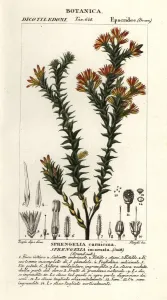 Botanical Illustration 1837 Prints: Pink swamp heath, Sprengelia incarnata