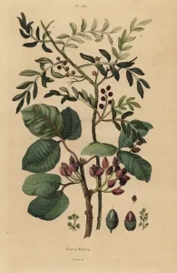 Handcoloured Engravings Prints: Pistachio nut tree, Pistacia vera