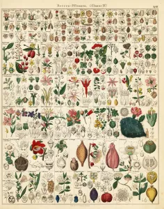Plants bearing Fruits and Seeds Print, 1841