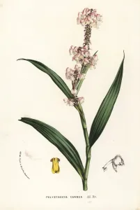 Polystachya rhodoptera Orchid Print, 1862-65