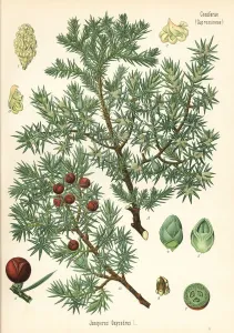 Hermann Adolph Koehler Art Prints: Prickly juniper, Juniperus oxycedrus