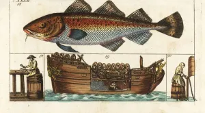 Atlantic Cod on Factory Ship Print, 1804