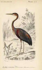 Handcoloured Engravings Prints: Purple heron, Ardea purpurea
