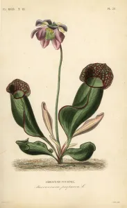Handcoloured Engravings Prints: Purple pitcher plant or side-saddle flower