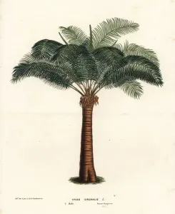 European Hothouse Plants Prints: Queen sago, Cycas circinalis. Endangered
