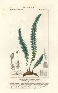 Antique Natural Science Prints: Quill moss or false fern moss, Cyathophorum bulbosum