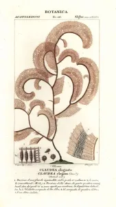Pierre Turpin Illustrations Prints: Red algae, Claudea elegans