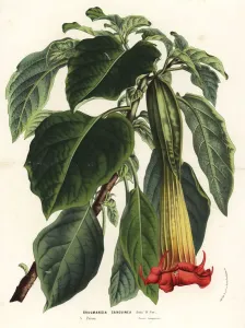 Charles Lemaire Botanicals Prints: Red angels trumpet, Brugmansia sanguinea