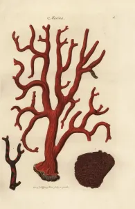 Handcoloured Copperplate Art Prints: Red coral, Corallium rubrum, and organ pipe