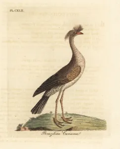 Red-legged Seriema Print, 1824