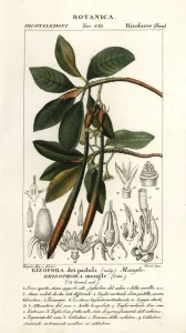 Handcoloured Engravings Prints: Red mangrove, Rhozophora mangle