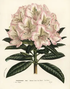 European Hothouse Plants Prints: Rhododendron cultivar, Madame Louis van Houtte