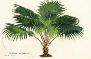 Charles Lemaire Botanicals Prints: Round-leaf fountain palm, Saribus rotundifolius