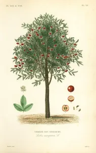 Handcoloured Engravings Prints: Rowan or mountain ash tree, Sorbus aucuparia