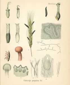 Botanical Illustrations Online Prints: Rye ergot fungus, Claviceps purpurea