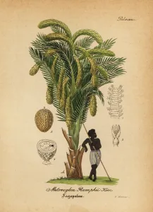 Botanical Illustrations Online Prints: Sago palm, Metroxylon sagu
