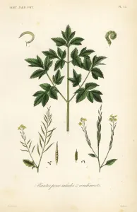 Handcoloured Steel Engraving Print of Salad Leaf Vegetables