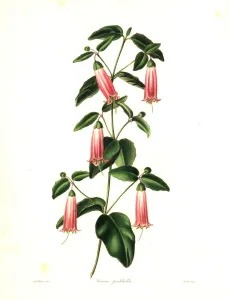 Handcoloured Engravings Prints: Salmon correa or neat correa, Correa pulchella