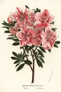 European Hothouse Plants Prints: Satsuki azalea, Rhododendron indicum