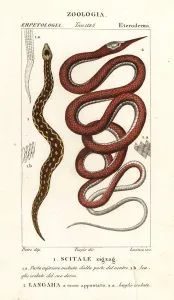 Handcoloured Copperplate Stipple Engraving Prints: Saw-scaled viper and Madagascar leafnose snake