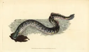 Handcoloured Copperplate Art Prints: Sea lamprey, Petromyzon marinus