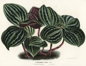 Charles Lemaire Botanicals Prints: Seersucker plant, Geogenanthus poeppigii