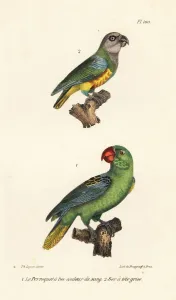 Senegal Parrot and Great-Billed Parrot Print, 1837