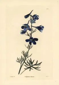 Handcoloured Copperplate Art Prints: Siberian larkspur, Delphinium grandiflorum