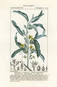 Antique Natural Science Prints: Silver berry or oleaster, Elaeagnus angustifolia