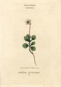 Single-flowered Wintergreen Print, 1816