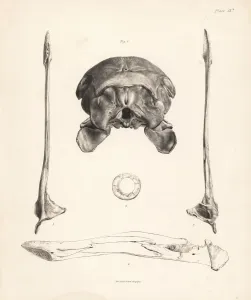 Dodo Skull and Sclerotic Bones Lithograph Print, 1848