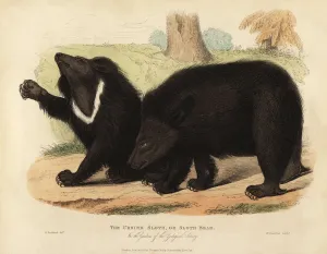 Sloth Prints: Vulnerable Sloth bear, Melursus ursinus Print, London 1829