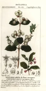 Botanical Illustration 1837 Prints: Snowberry, Symphoria racemosa