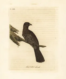 Handcoloured Copperplate Art Prints: South Island piopio, Turnagra capensis. Extinct