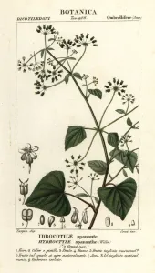 Botanical Illustration 1837 Prints: Spananthe paniculata