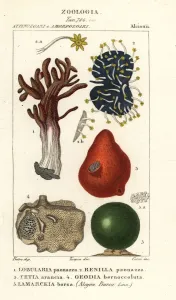 Antique Natural Science Prints: Species of sea sponge