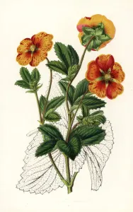 European Hothouse Plants Prints: Striped buttercup variety, Potentilla formosa