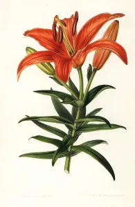 European Hothouse Plants Prints: Sukashiyuri lily, Lilium maculatum