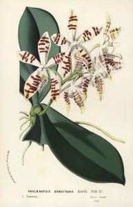 European Hothouse Plants Prints: Sumatra phalaenopsis orchid, Phalaenopsis sumatrana